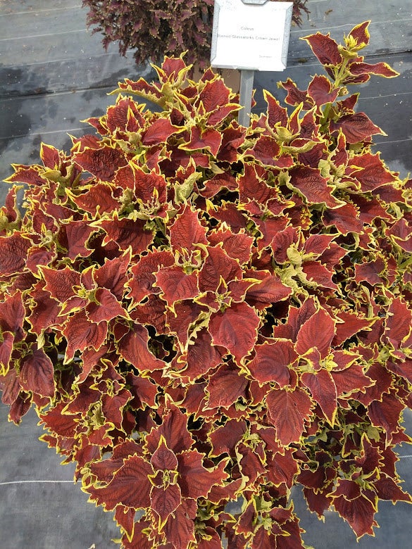 Coleus Crown Jewel | Farmfield Greenhouses 367 Carl Broggi Hwy