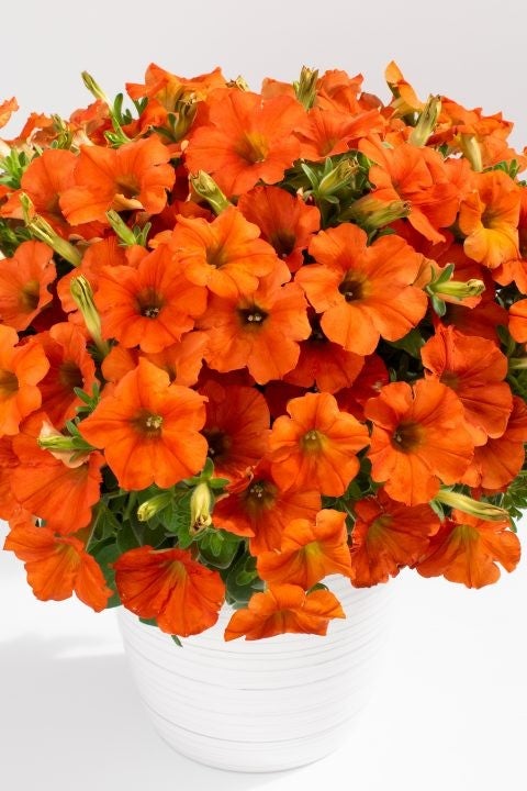 Petunia Inferno THE ORANGE | Farmfield Greenhouses 367 Carl Broggi
